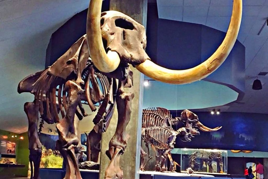 Mastodon Animal